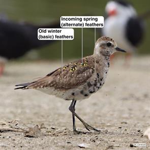 american.golden-plover.lima.peru.angel.cardenas.2022.05.30.ML609559010.jpg