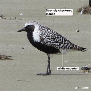 black-bellied.plover.bolivar.flats.2015.05.11.IMG_9680.jpg