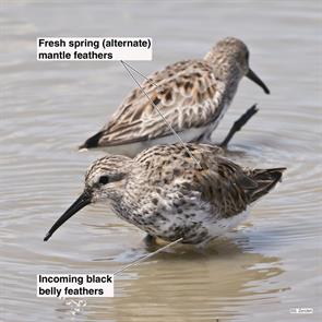 dunlins.bolivar.2017.04.13.P1490498.jpg