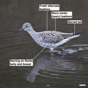 greater.yellowlegs.vancouver.2018.04.06.P1920724.jpg