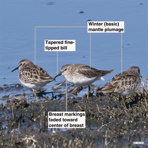 least.sandpipers.hornsby.2022.01.22.P2980376.jpg