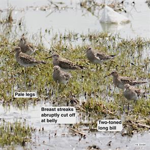 pectoral.sandpipers.hornsby.bend.2016.04.19.P1050576.jpg