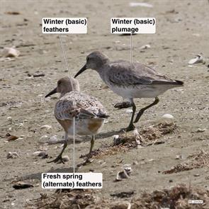 red.knots.bolivar.2019.05.06.P2300141.jpg