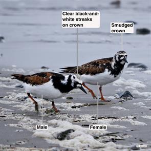 ruddy.turnstones.winthrop.beach.2023.06.03.P1100236.jpg