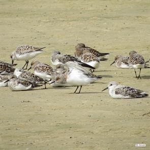 sanderlings.bolivar.2015.05.11.IMG_9634.jpg