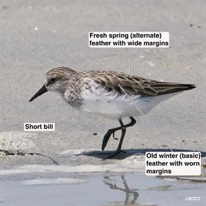 semipalmated.sandpiper.plymouth.beach.2018.05.30.P1990999.jpg