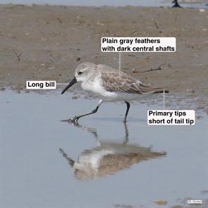 western.sandpiper.bolivar.2017.10.17.P1710188.jpg