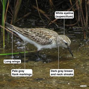 white-rumped.sandpiper.anahuac.2015.05.09.IMG_7842.jpg