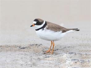 Semipalmated Plover photographic ID guide