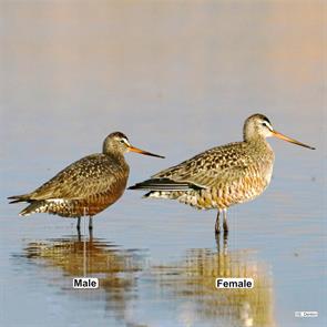 hudsonian.godwits.calgary.alberta.e.denton.2021.04.29.ML332211761.jpg