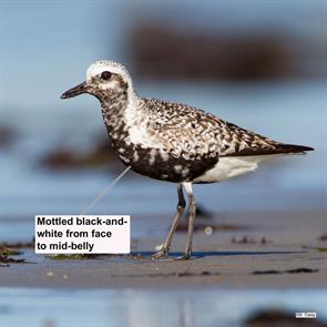 black-bellied.plover.westport..2013.08.24._G4F0086.jpg