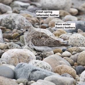 dunlin.plymouth.beach.2018.05.04.P1950739.jpg