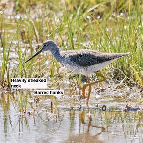 greater.yellowlegs.belle.isle.2016.05.31.P1120288.jpg