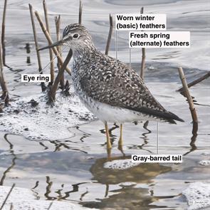 lesser.yellowlegs.brigantine.2023.05.04.P1060445.jpg