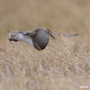 pectoral.sandpiper.north.slope.ak.2016.06.15.daniel.pettersson.ML30267291.jpg