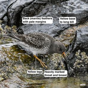 purple.sandpiper.jared.keyes.rockport.2019.03.09.jpg