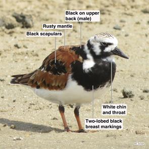 ruddy.turnstone.bolivar.peninsula.10 May 2015.IMG_8633.jpg