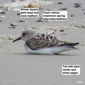 sanderling.sea.rim.sp.2015.05.07.IMG_6518.jpg