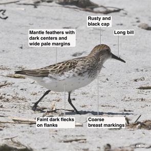 semipalmated.sandpiper.plymouth.beach.2018.05.30.P2000042.jpg