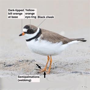 semipalmated.sandpiper.parker.river.nwr.2021.05.19.jpg