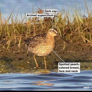 short-billed.dowitcher.5.parker.river.nwr.2021.05.19.jpg