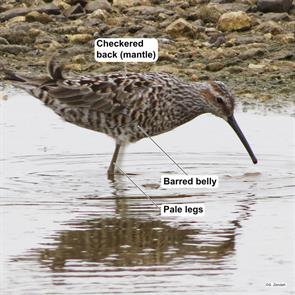 stilt.sandpiper.mcfadden.nwr.2015.05.07.IMG_6560.jpg