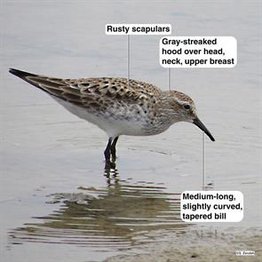 white-rumped.sandpiper.bolivar.2015.05.11.IMG_9722.jpg