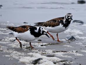 Ruddy Turnstone photographic ID guide