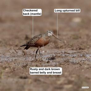 hudsonian.godwit.ML446271841.whites.ranch.rd.tx.2022.04.26.a.kneidel.jpg