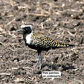 american.golden-plover.champaign.il.cole.wolf.2015.05.03.ML609765409.jpg