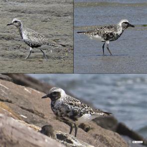 black-bellied.plovers.IMG_0769.jpg