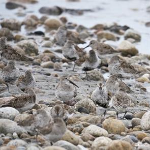 dunlins.plymouth.beach 2018.05.04.P1950745.jpg