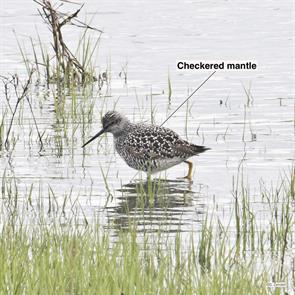 greater.yellowlegs.brigantine.2023.05.04.P1060728.jpg