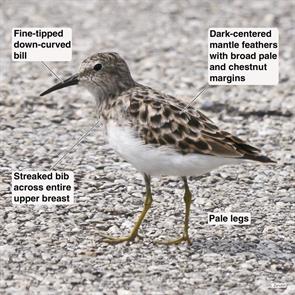 least.sandpiper.hornesby.2017.04.17.P1490862.jpg