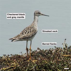 lesser.yellowlegs.hornsby.bend.2014.04.21.DSCN0833.jpg