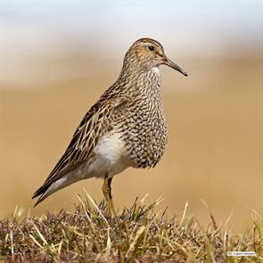 pectoral.sandpiper.north.slope.alaska.daniel.lopez-velasco.2019.06.16.ML310699731.jpg