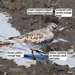 purple.sandpiper.nahant.beach.2008.05.25.DSC01768.jpg