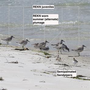 red.knots.plymouth.beach.2014.08.28.IMG_4365.jpg