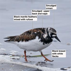 ruddy.turnstone.winthrop.beach.2023.06.03.P1100240.jpg