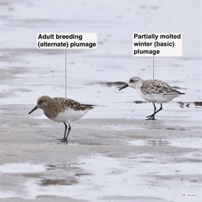 sanderlings.plymouth.beach.2018.05.04.P1950774.jpg