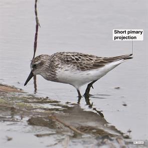 semipalmated.sandpiper.rumney.marsh.2019.07.17.P2390031.jpg