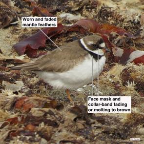 semipalmated.plover.nahant.beach.2014.08.22.IMG_4031.jpg