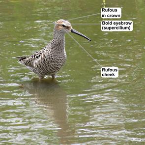 stilt.sandpiper.anahuac.nwr.2015.05.09.IMG_7656.jpg