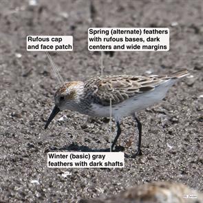 western.sandpiper.bolivar.2017.04.13P1490637.jpg