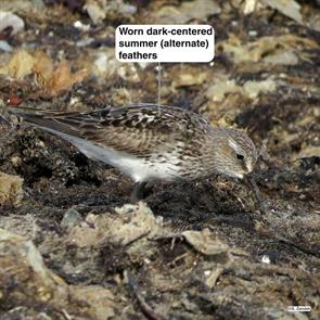 white-rumped.sandpiper.winthrop.beach.2014.09.03.IMG_4651.jpg