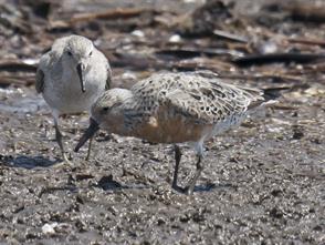 Red Knot photographic ID guide