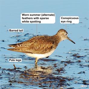 solitary.sandpiper.cape.may.2013.09.24.DSCN3706.jpg