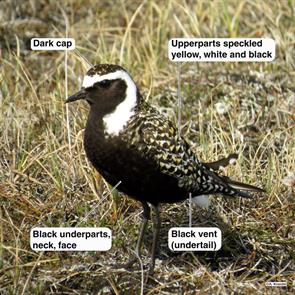 american.golden.plover.ML187296121.arctic.nwr.2016.06.16.jpg