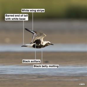 black-bellied.plover.first.encounter.beach.2021.08.12.jpg