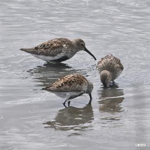 dunlins.brigantine.2023.05.04.P1070067.jpg